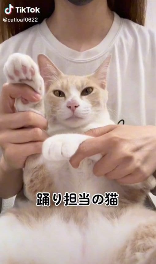 屋根をかじっていたウールちゃん