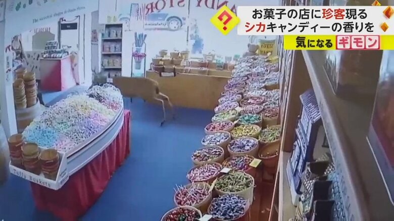 しばらくして、店から外かけ出していくシカ