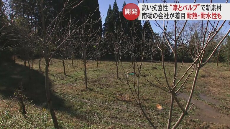 砺波市庄川の漆畑