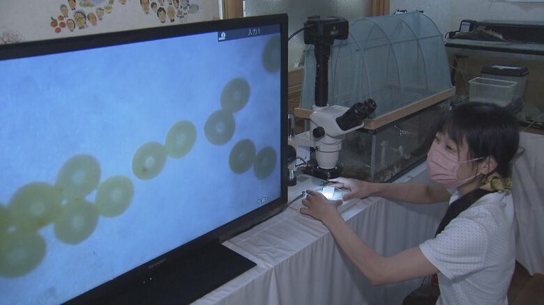 ほたると石橋の館・内田理絵館長