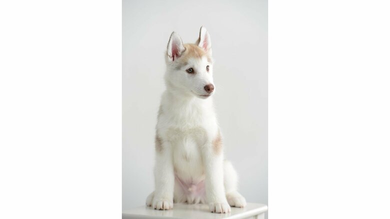 生後2カ月頃のヴィヴィアンくん（提供：ヴィヴィまりさん）