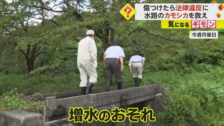 市の職員がカモシカの救出作戦を開始する