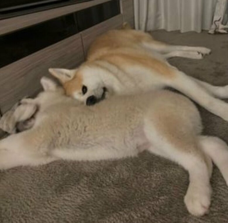 一緒に寝ている