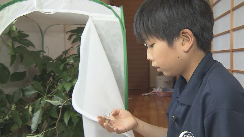 昆虫好きの小学6年生　森下泰成くん