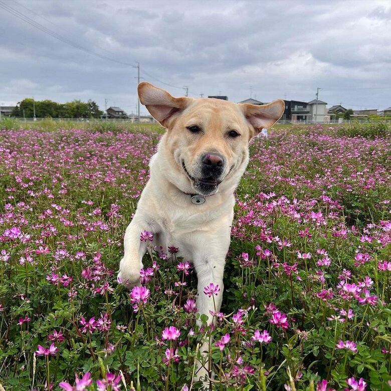 レンゲ畑を走る薫風ちゃん