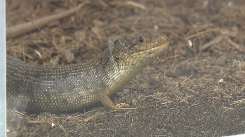 絶滅危惧種の「アデレードアオジタトカゲ」