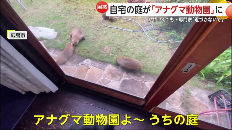 「アナグマ動物園よ～。うちの庭」と話す家主