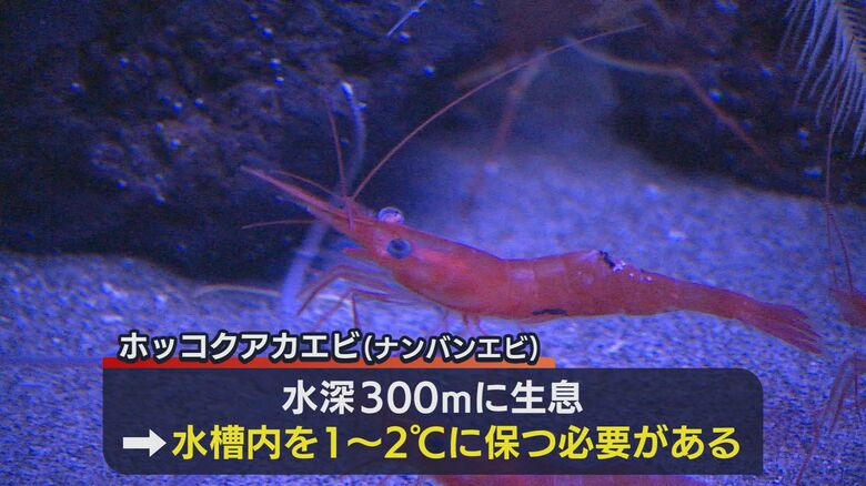 ホッコクアカエビ