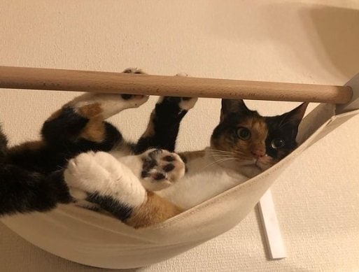 こちらは「むぎ」ちゃん