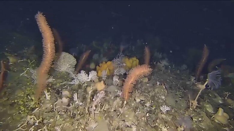 水深約35メートルの南極の海。色鮮やかな世界が広がっていた