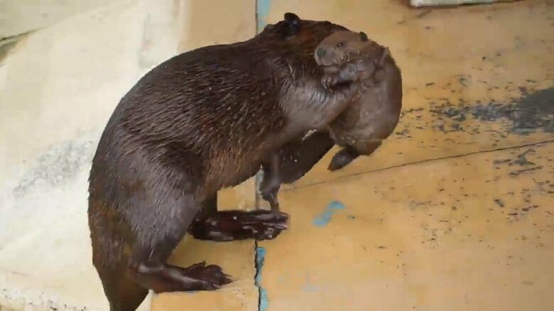 画像提供：甲府市遊亀公園附属動物園