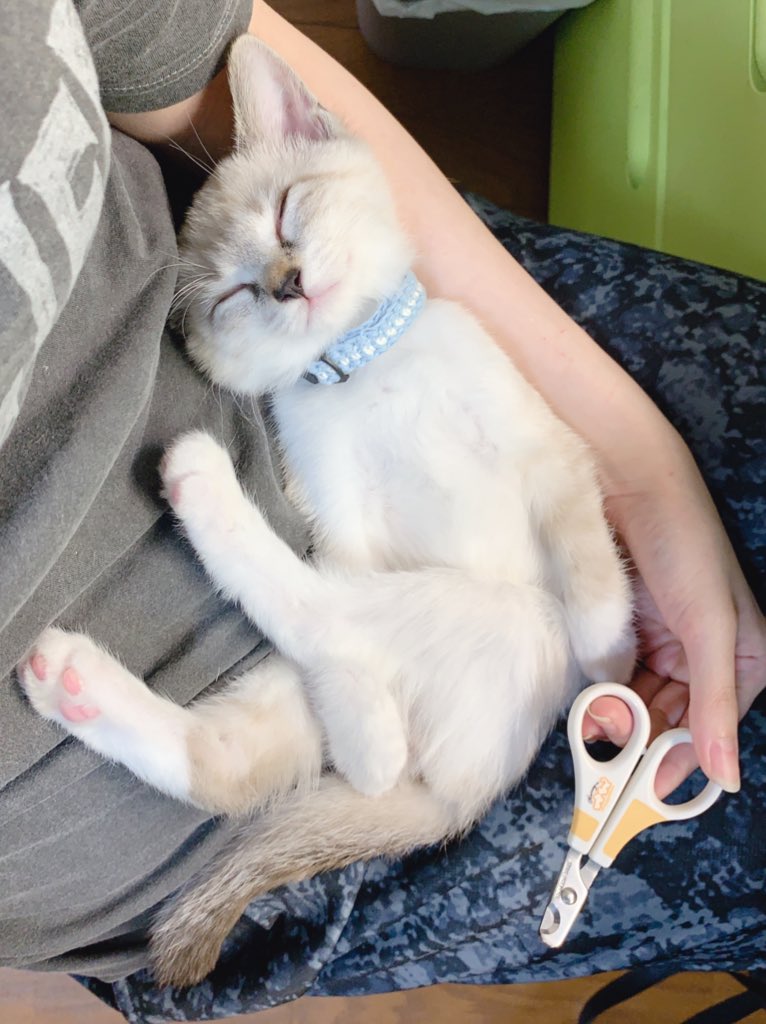 眠っている時に爪を切られるこめくん