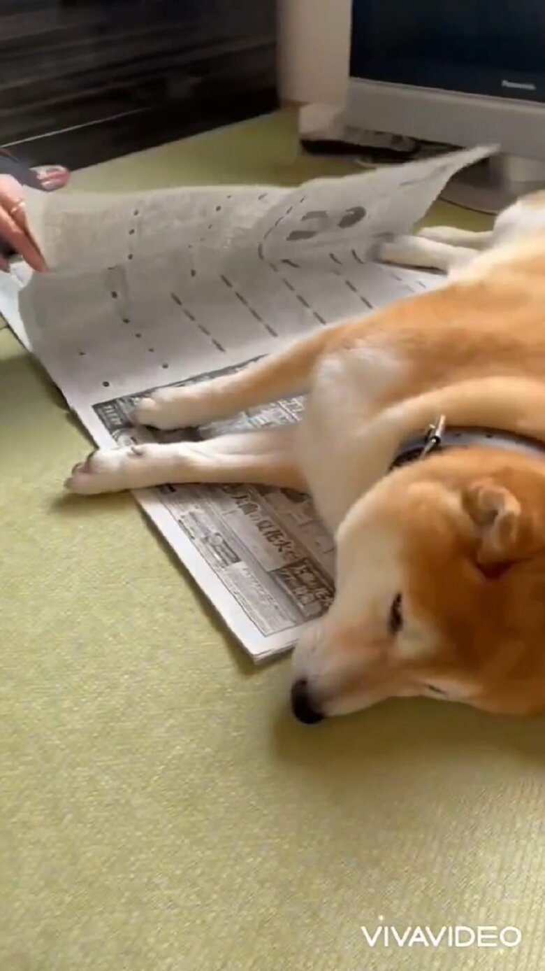 新聞の上には福くんがいて、めくることができない