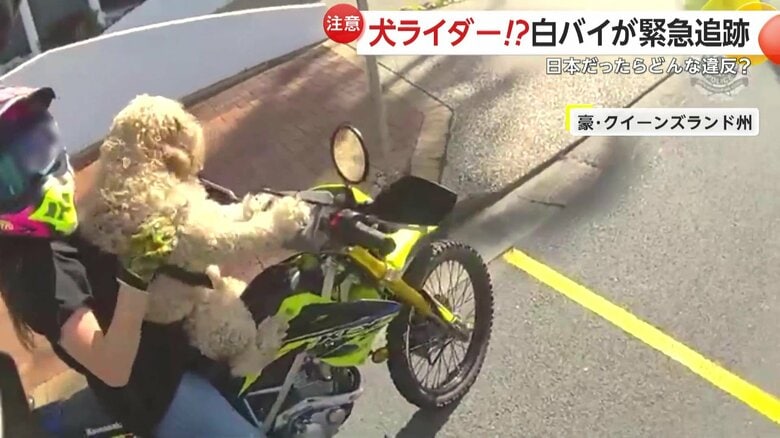 警察官が犬を乗せたバイクの運転手に注意をする様子②