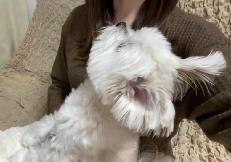 「僕よりオシゴトが大事なの？」上目遣いで飼い主さんを見つめる