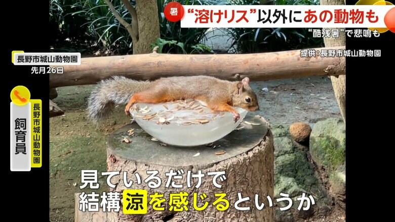 氷の上にお腹をペターンとくっつけるリス