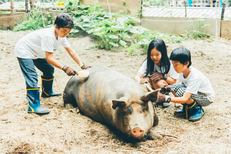 子どもたちは豚の世話も行う