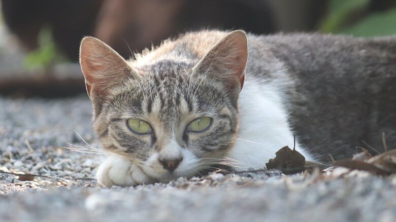 接し方で警戒心が強まることも（画像はイメージ）