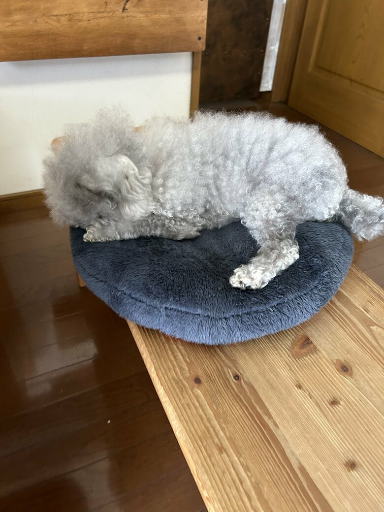 （画像：飼い主さん提供）