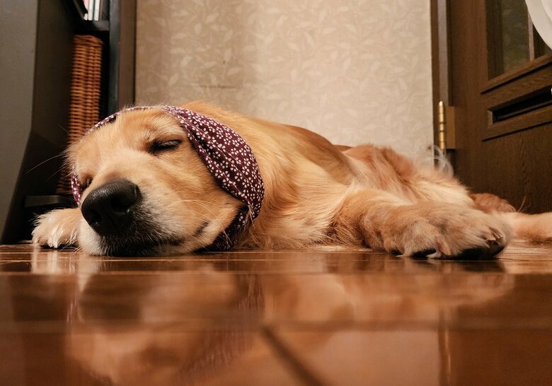 提供：Charlotte@ゴールデンレトリバーさん