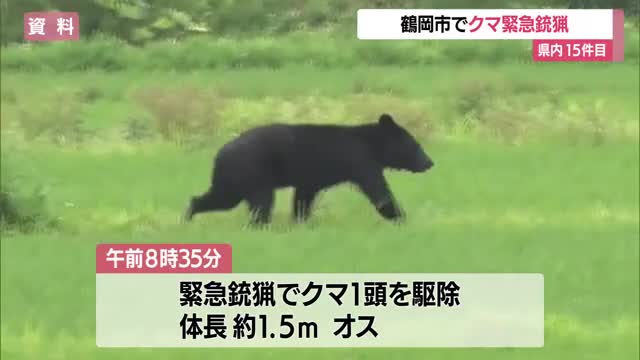15件目の緊急銃猟でクマ駆除・体長1.5メートルのオス…数日前から目撃と同個体か　山形・鶴岡市友江町