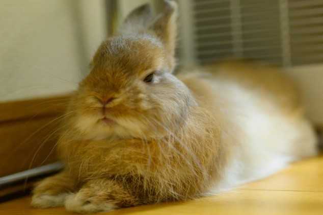 カメラ慣れしすぎたウサギが可愛い 顔にズモッとなっても なぜ嫌がらないのか聞いてみた
