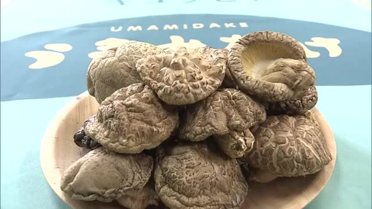 開発まで約10年 大分の特産「しいたけ」生産量減少のなか 暑さに強い新品種「なば姫」誕生