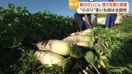 ”美人だいこん”の名で親しまれる魚津の逸品 「新川だいこん」収穫始まる　記録的大雨や秋の長雨の影響も