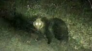【カメラが捉えた】サケ養殖場にヒグマ出没、付近には住宅も…小学校や動物園では電気柵を設置…遠隔で常時監視し電気柵の故障個所を即座に感知する実験も〈北海道〉
