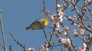 「まさに春」 松本城公園で梅の開花進む　去年より半月以上早く　3分から4分咲きの木も