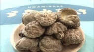 開発まで約10年　大分の特産「しいたけ」生産量減少のなか　暑さに強い新品種「なば姫」誕生