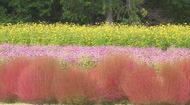 鮮やか！ピンクのコキア　秋の花壇が見頃　来春の拡張へ間もなく刈り取り　公園は紅葉の季節へ…11月7日からはウィンターイルミネーションも