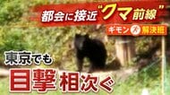東京で多数目撃“クマ前線”府中・立川付近に出没する分析も…専門家「最近は圏央道近くに進出」山間部の個体数増加が原因か　実態把握が急務