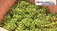 「スパイスで地方を元気に」　新たな産地化めざす　高千穂町で高校生が山椒の収穫体験