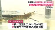 オニテナガエビの特産化を目指し　陸上養殖に取り組む企業と連携協定を締結