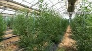 大麻草380本を農業用ハウスで栽培、末端価格8億円相当の大麻草押収…男女4人を逮捕・起訴　販売目的で栽培か　茨城・土浦市