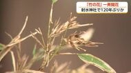 ”120年に1度”の珍現象 神社の竹が「開花」 富山県高岡市