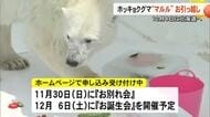 【▶動画はこちら】熊本市動植物園の〈アイドル〉ホッキョクグマのマルルが１２月北海道に引っ越し