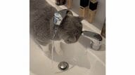 「あったまいい〜」レバーに頭突きして洗面台の水を出す猫が賢い！どうやって覚えたのか飼い主に聞いた