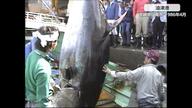 マグロの競り　築地史上最大496㎏の”巨大マグロ”は350万円で落札された　1986年乗組員6人が3時間かけ捕獲した大物の貴重な記録写真