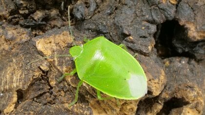 カメムシはなぜ家に寄ってくる！？「パクチー臭」を放つカメムシどう駆除する？自宅で見つけたら…【カメムシ対策3選】