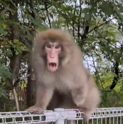 「チャンドゥのバナナ狙いに来た？」ディズニーリゾートに猿が出没…繁殖期で順位争いに負けた個体か「しばらく滞在するかも」　千葉・浦安