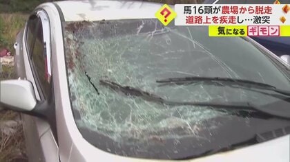 馬16頭が農場から脱走、道路上を疾走、車2台と激突…フロントとリアガラス大破　馬は1頭死ぬ　韓国・済州島