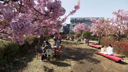 2月最終日は各地で“ポカポカ陽気”　早咲き桜・菜の花・椿まつり・城イベント…全国で“春先取り”の光景