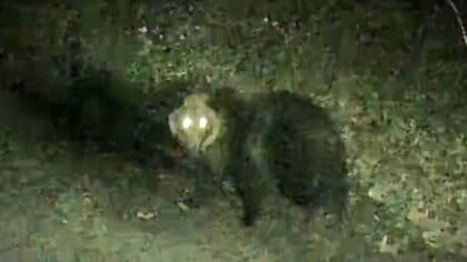 【カメラが捉えた】サケ養殖場に現れたクマ 付近には住宅も＿札幌の小学校や動物園では電気柵を設置＿最新システムの実証実験も→電気柵を遠隔で常時監視し故障した場所を即座に感知〈北海道〉