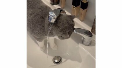 「あったまいい〜」レバーに頭突きして洗面台の水を出す猫が賢い！どうやって覚えたのか飼い主に聞いた