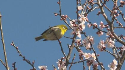 「まさに春」 松本城公園で梅の開花進む　去年より半月以上早く　3分から4分咲きの木も