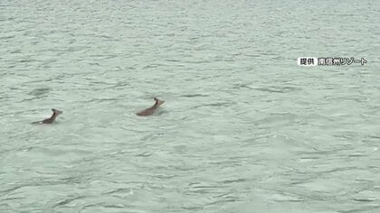 大ベテランも「初めて見た」天竜川の急流を泳いで渡るニホンジカ　出くわした船頭ビックリ　長野・飯田市