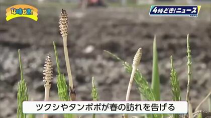 「啓蟄」日南市で田植え前の「代かき」作業　ツクシやタンポポも春の訪れを告げる