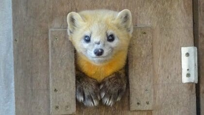 「これでも怒っています」エゾクロテンの“警戒姿”があざとかわいい！なぜ機嫌が分かったのか釧路市動物園に聞いた